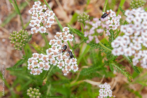 Heliotaurus ruficollis beetles pollinating yarrow flowers photo