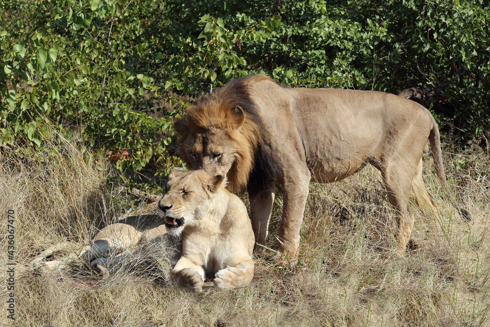 Afrikanischer Löwe / African lion / Panthera leo.. Afrikanischer Löwe / African lion / Panthera leo..