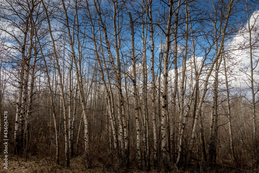 Innisfail Natural Area. Red Deer County, Alberta, Canada Innisfail Natural Area. Red Deer County, Alberta, Canada
