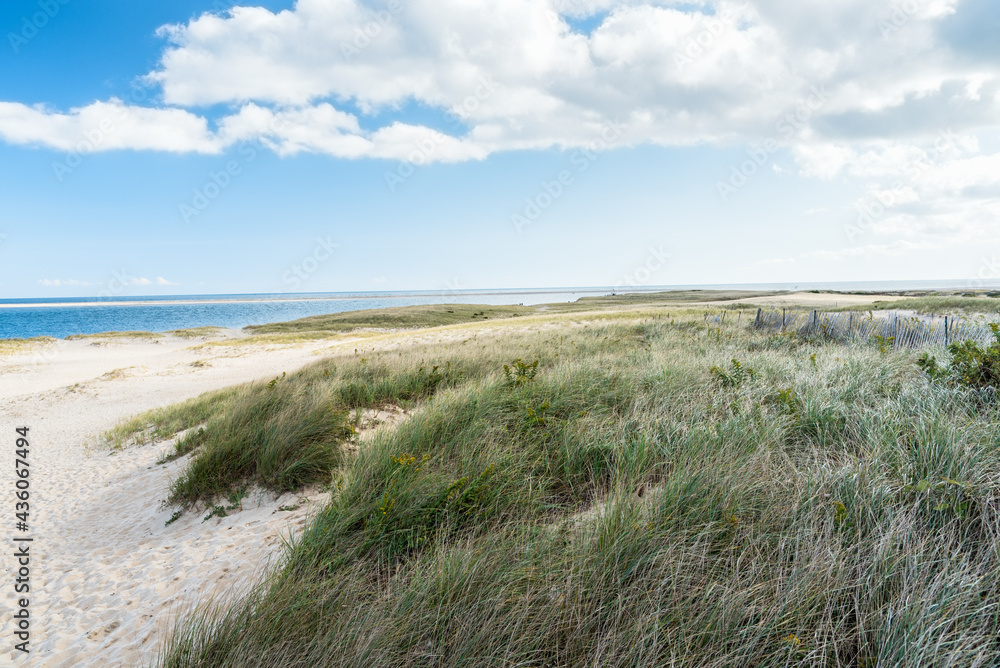 Grassy sand dunes along an unspoiled coast on a sunny autumn day. Cape Cod, MA, USA.