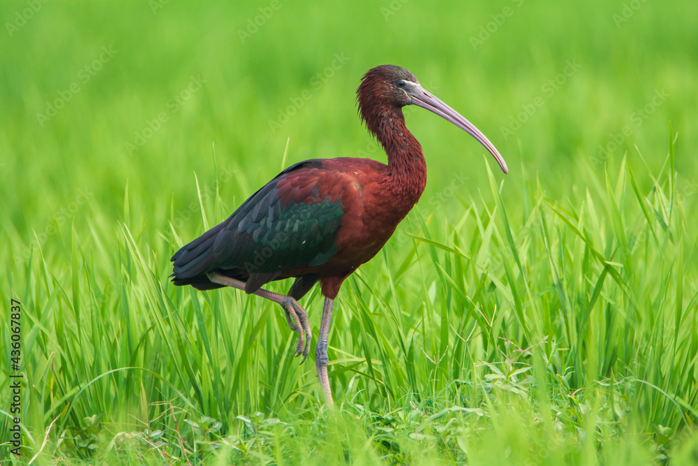 Fototapeta premium Glossy Ibis (Plegadis falcinellus) in grassy wetland nature reserve. seen in a India.