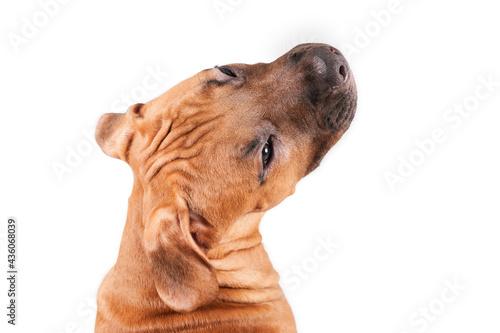 American Staffordshire Terrier puppy portrait isolated on white background. Dog muzzle close-up in studio