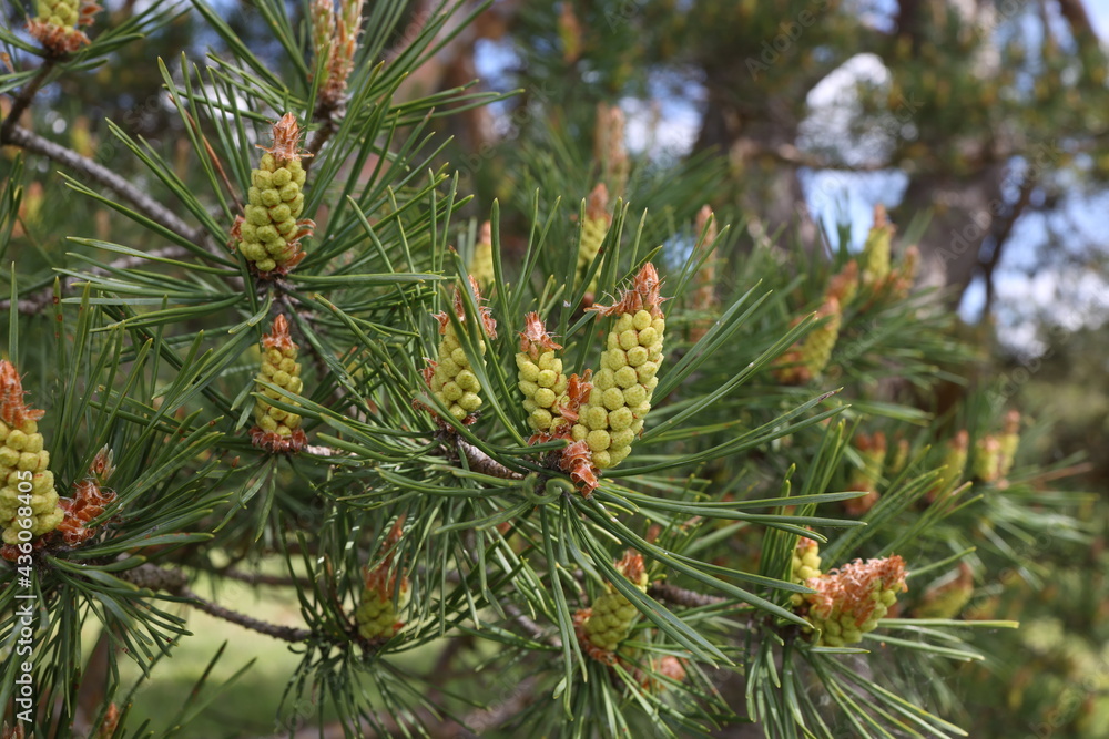 Blooming pine tree in the forest in spring Blooming pine tree in the forest in spring