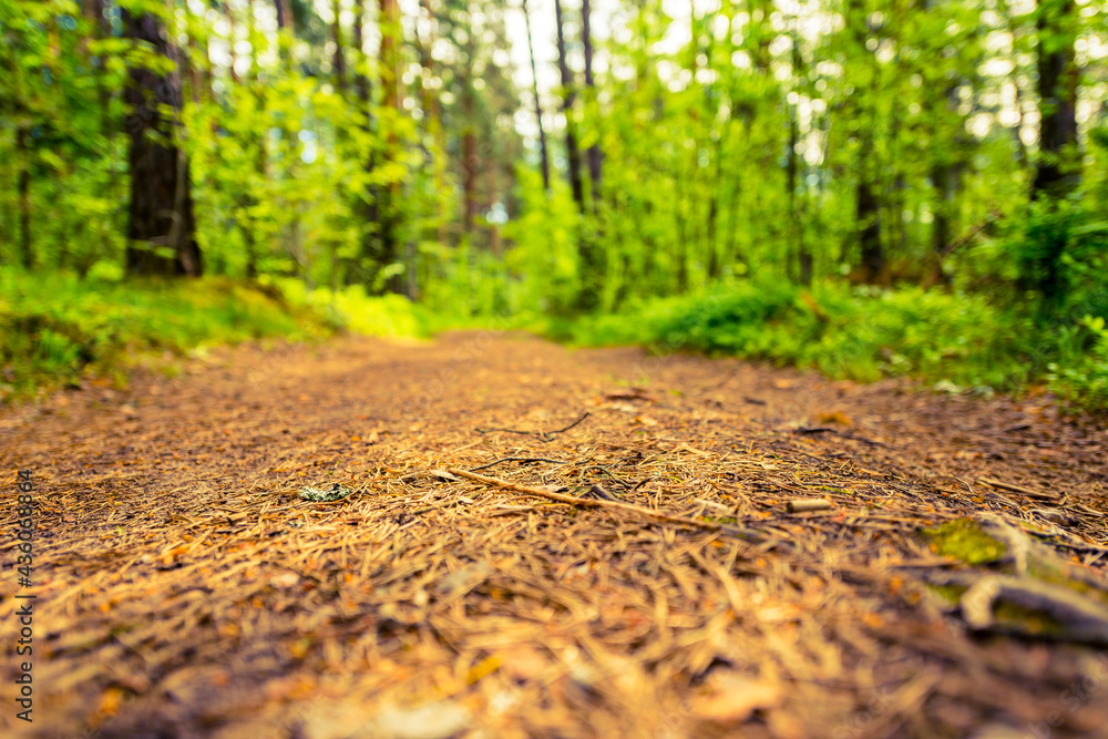 Road in summer forest. View from the road level Road in summer forest. View from the road level