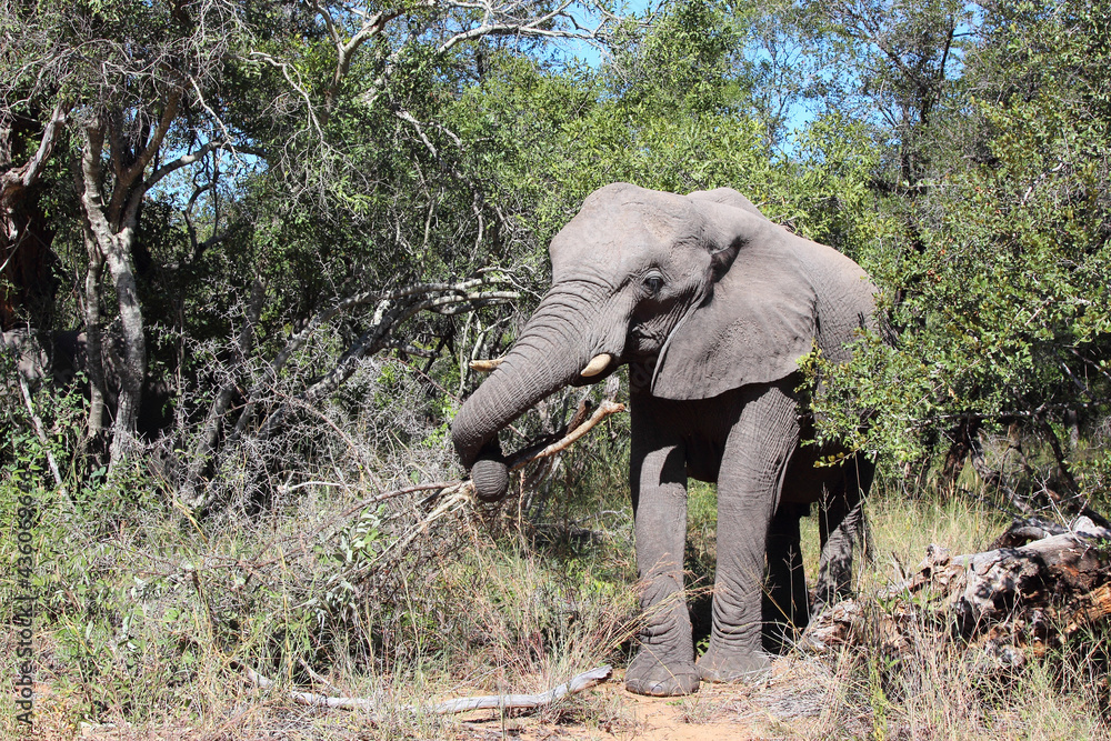 Fototapeta premium Afrikanischer Elefant / African elephant / Loxodonta africana