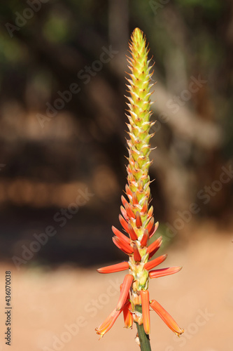 Aloe / Aloe vera / Aloe vera photo