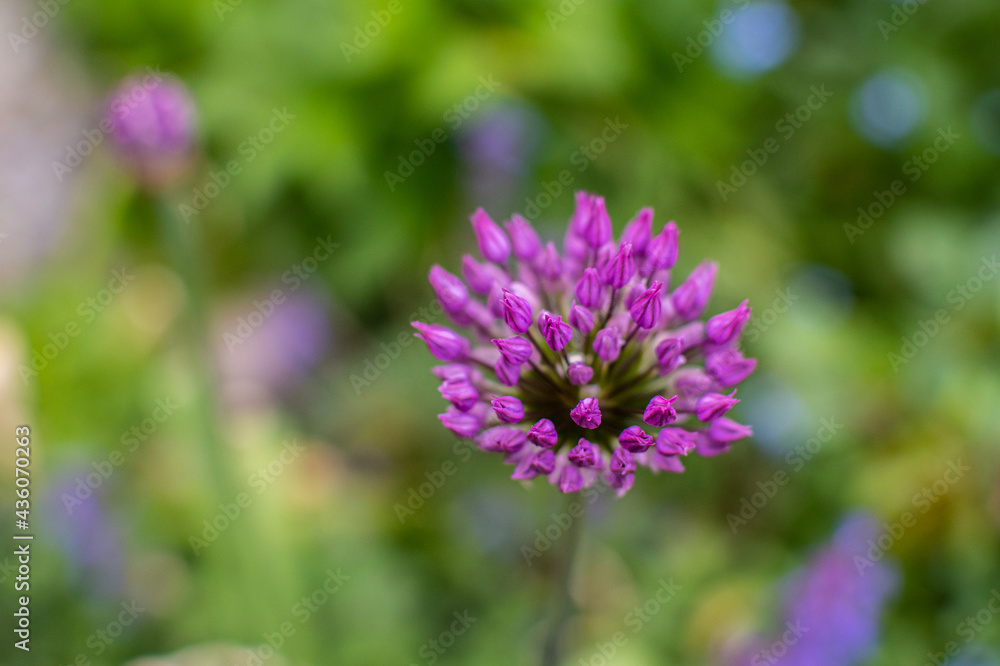 Violett blühende Allium Knospen