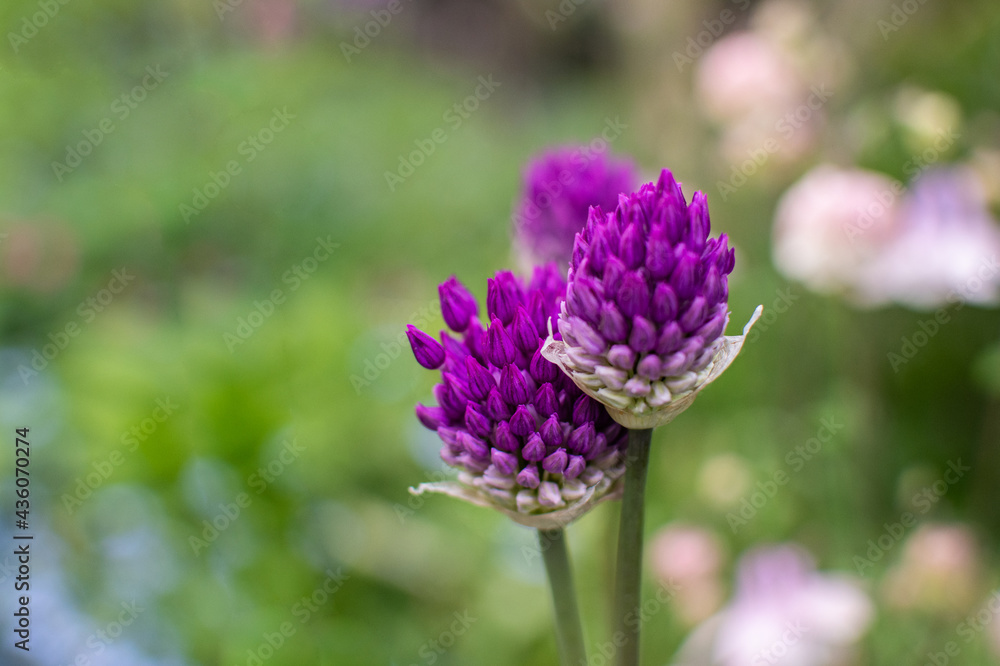 Violett blühende Allium Knospen Violett blühende Allium Knospen