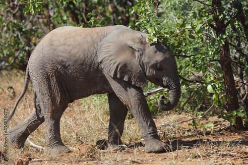 Afrikanischer Elefant   African elephant   Loxodonta africana...