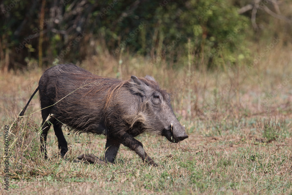Warzenschwein / Warthog / Phacochoerus africanus Warzenschwein / Warthog / Phacochoerus africanus