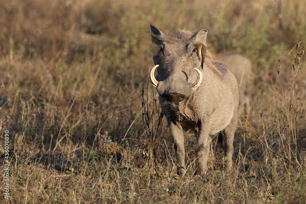 Warzenschwein und Rotschnabel-Madenhacker / Warthog and Red-billed oxpecker / Phacochoerus africanus et Buphagus erythrorhynchus Warzenschwein und Rotschnabel-Madenhacker / Warthog and Red-billed oxpecker / Phacochoerus africanus et Buphagus erythrorhynchus