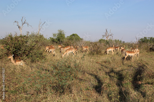 Schwarzfersenantilope   Impala   Aepyceros melampus