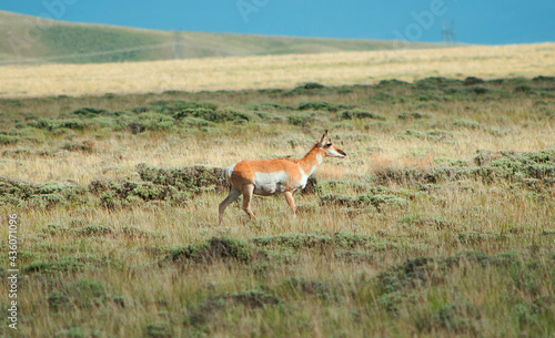 Fototapeta Naklejka Na Ścianę i Meble -  Colorado Speed Goat
