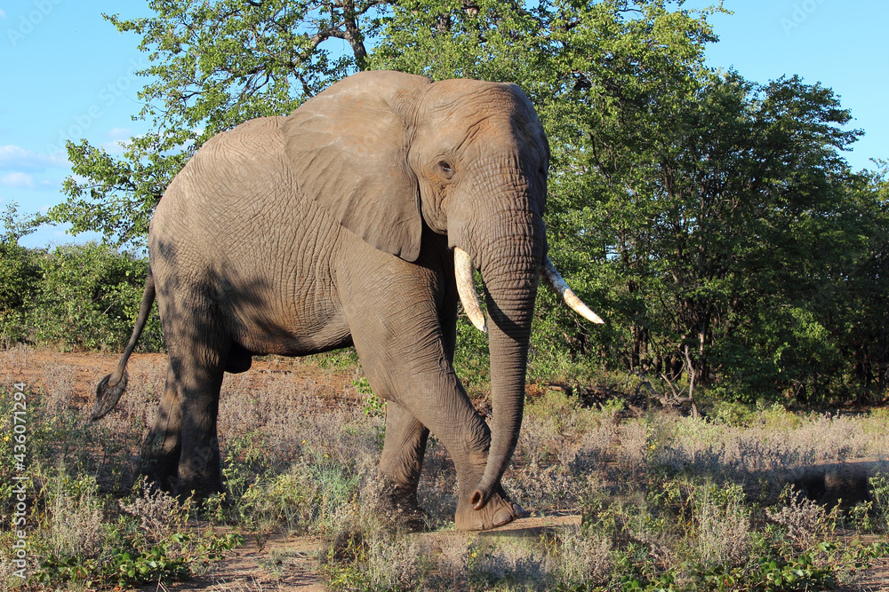 Afrikanischer Elefant / African elephant / Loxodonta africana Afrikanischer Elefant / African elephant / Loxodonta africana