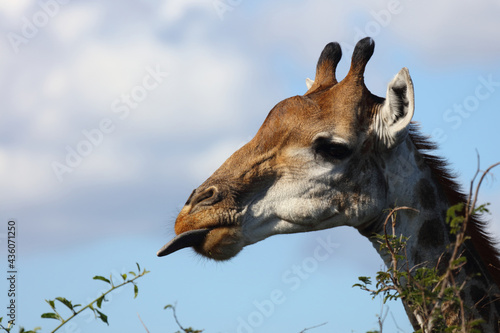 Photography Giraffe / Giraffe / Giraffa camelopardalis