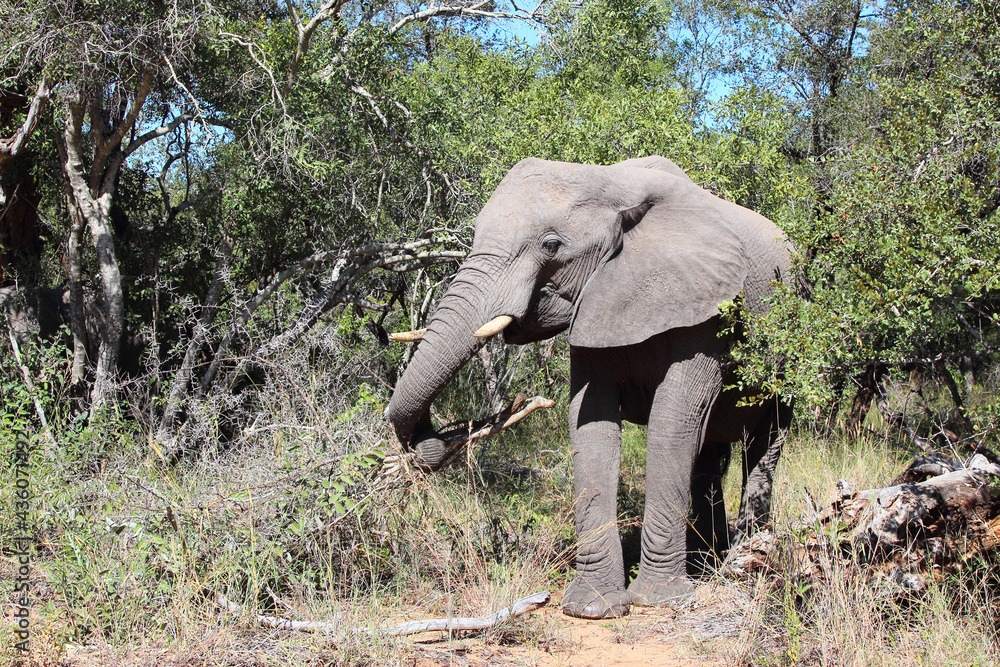 Fototapeta premium Afrikanischer Elefant / African elephant / Loxodonta africana