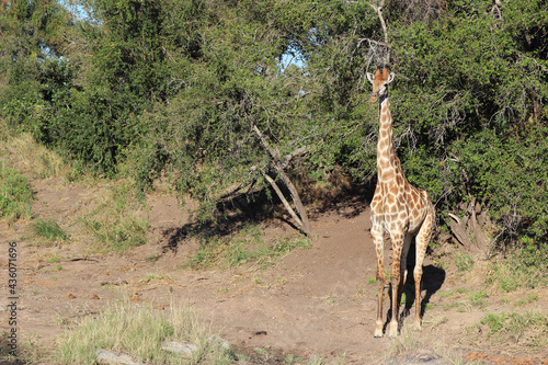 Photography Giraffe / Giraffe / Giraffa camelopardalis
