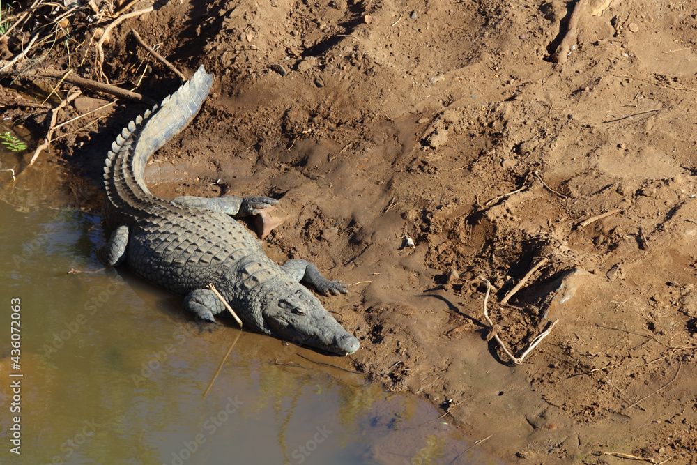 Nilkrokodil / Nile crocodile / Crocodylus niloticus Nilkrokodil / Nile crocodile / Crocodylus niloticus