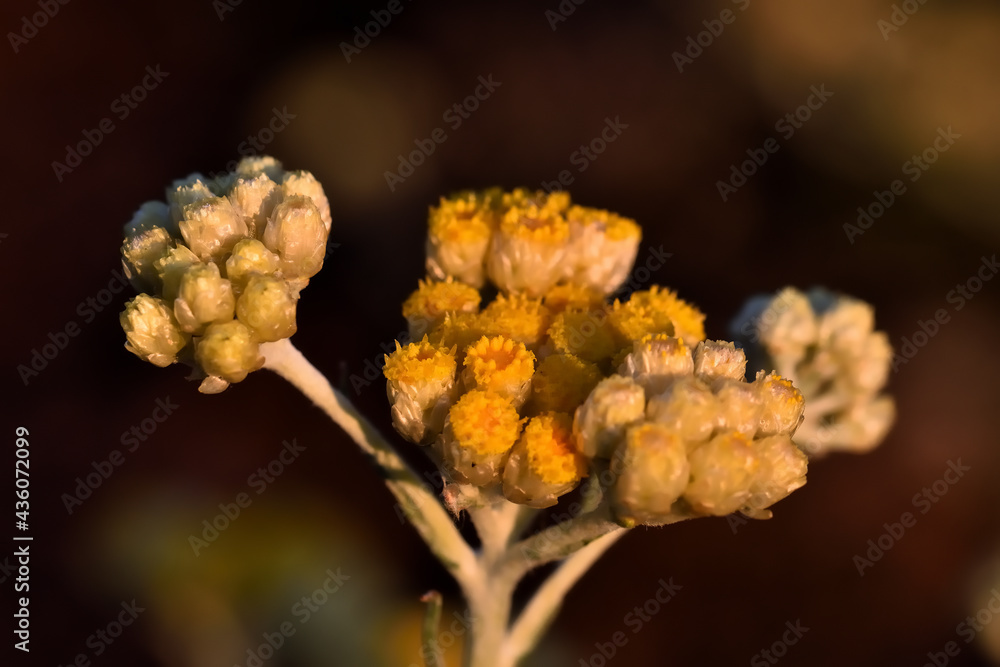Detail of yellow flowers of immortelle or everlasting (Helichrysum arenaria) illuminated by evening light Detail of yellow flowers of immortelle or everlasting (Helichrysum arenaria) illuminated by evening light