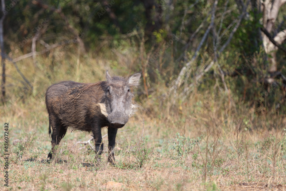 Warzenschwein / Warthog / Phacochoerus africanus Warzenschwein / Warthog / Phacochoerus africanus