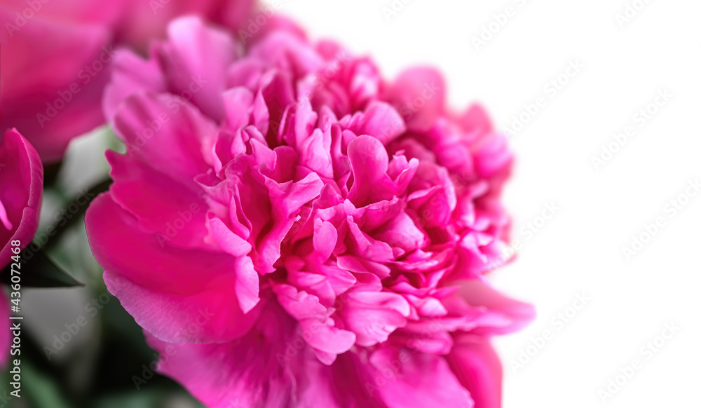  pink peonie flower on light background