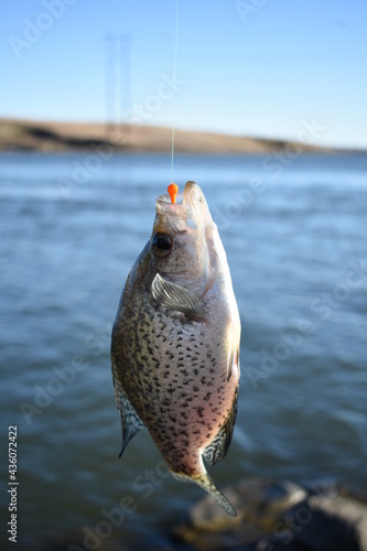 Black Crappie