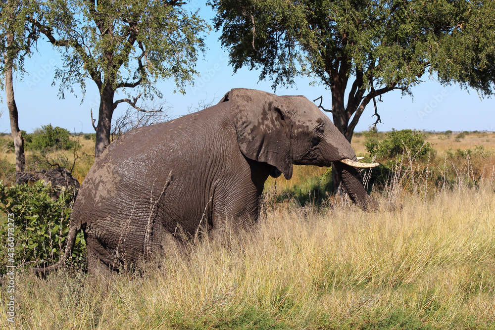 Obraz premium Afrikanischer Elefant / African elephant / Loxodonta africana