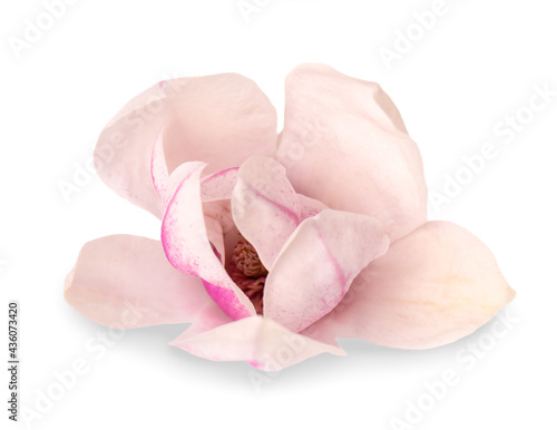 Magnolia flower isolated on white background. Beautiful spring flowers.