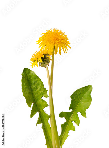 Dandelions flowers with leaves, isolated on white background. Herbal medicine.