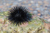 Sea urchin on a stone close-up