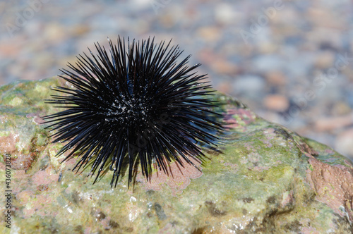 Sea urchin on a stone close-up