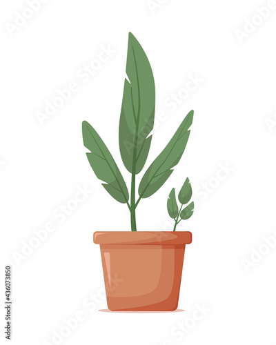 Homemade indoor green plant with long leaves without flowers in large clay pot. Plant element of the interior for home, office, cafe, restaurant. Cartoon vector illustration isolated, white background