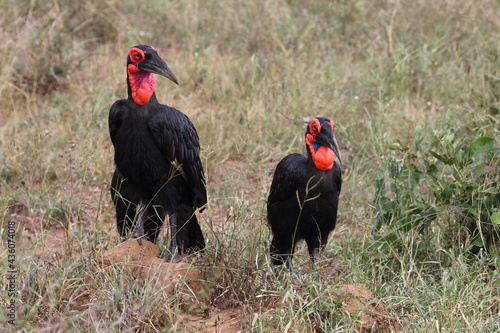 Kaffernhornrabe   Southern ground hornbill   Bucorvus leadbeateri