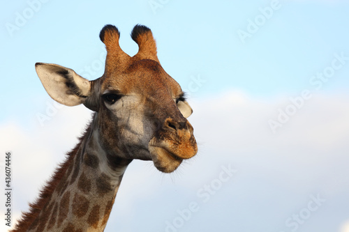 Canvas Print Giraffe / Giraffe / Giraffa camelopardalis