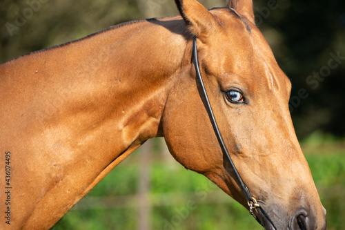 portrait of horse with blue eye of Akhalteke breed. close up