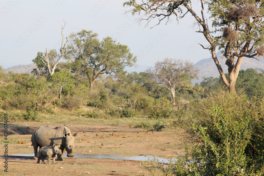 Breitmaulnashorn / Square-lipped rhinoceros / Ceratotherium Simum. Breitmaulnashorn / Square-lipped rhinoceros / Ceratotherium Simum.