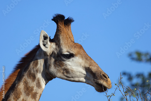Photography Giraffe / Giraffe / Giraffa camelopardalis