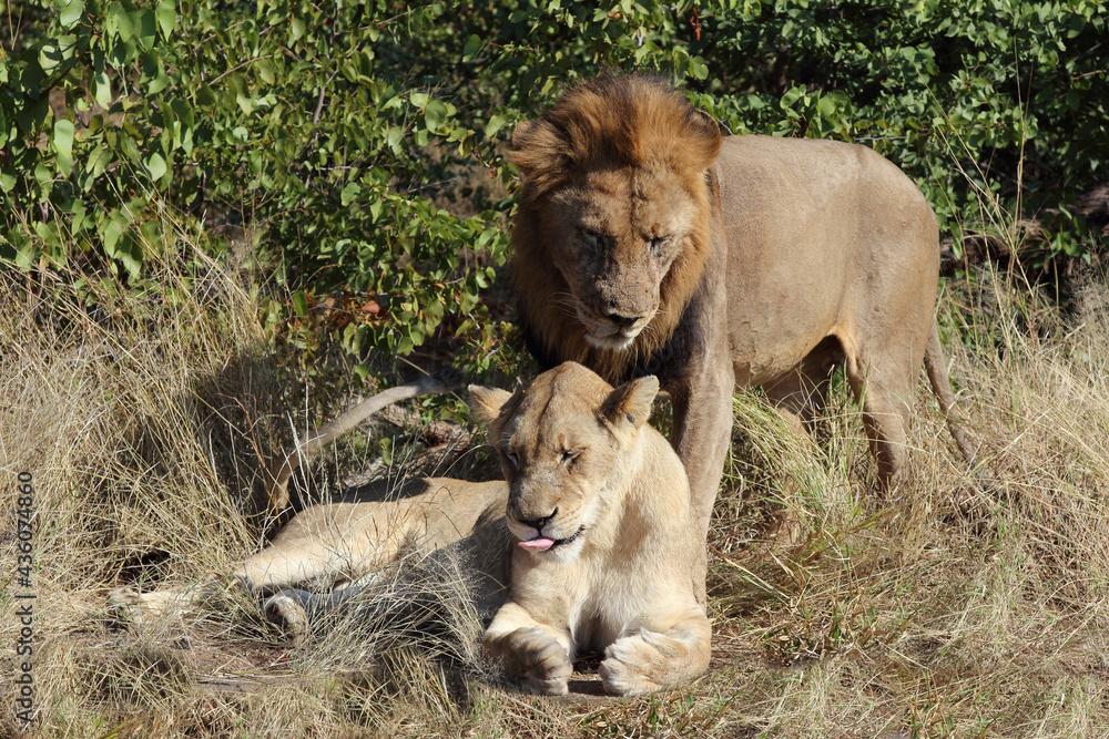 Fototapeta premium Afrikanischer Löwe / African lion / Panthera leo..
