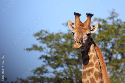 Canvas Print Giraffe / Giraffe / Giraffa camelopardalis