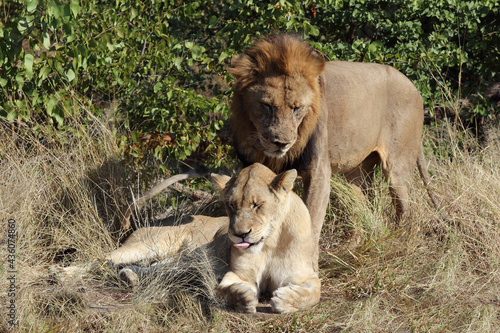 Afrikanischer L  we   African lion   Panthera leo..
