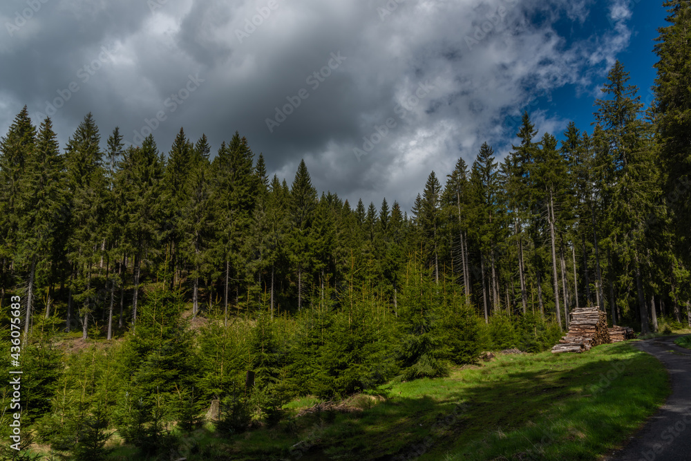 Fototapeta premium Forests and trees near Prebuz village in Krusne mountains