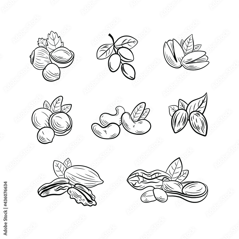 Vector set of outline black and white nut drawings, illustration templates, icons isolated on white background.
