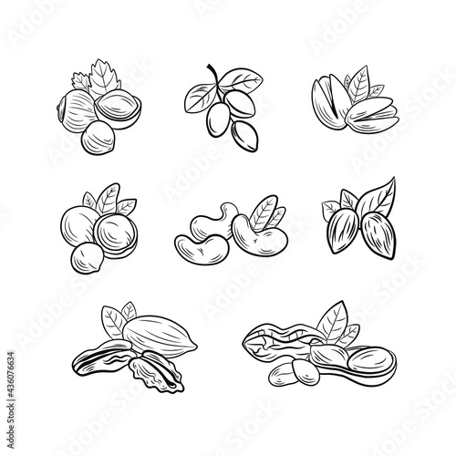 Vector set of outline black and white nut drawings, illustration templates, icons isolated on white background.
