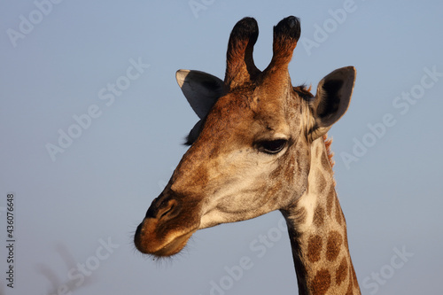 Photography Giraffe / Giraffe / Giraffa camelopardalis