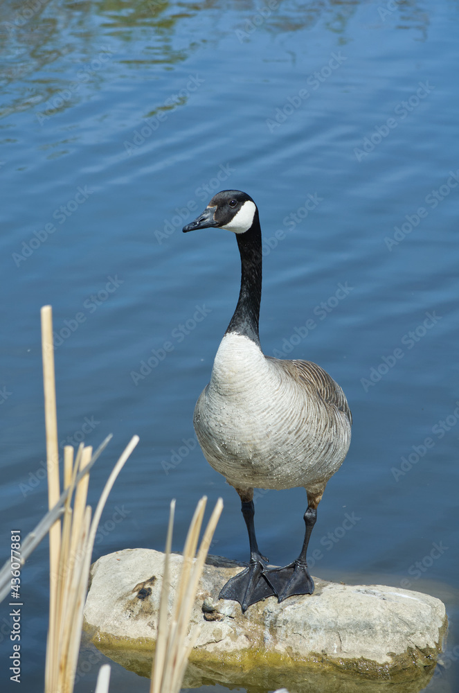 A Canada Goose (Branta Canadensis) Standing Majestically on a Rock
