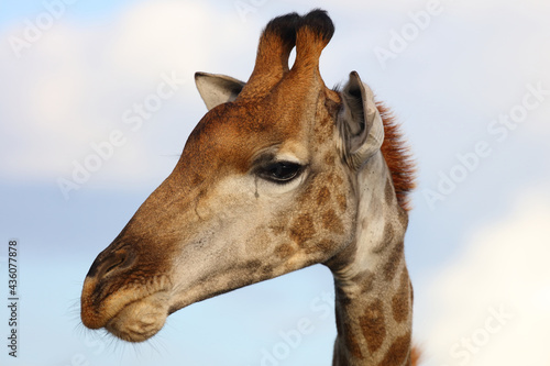 Photography Giraffe / Giraffe / Giraffa camelopardalis