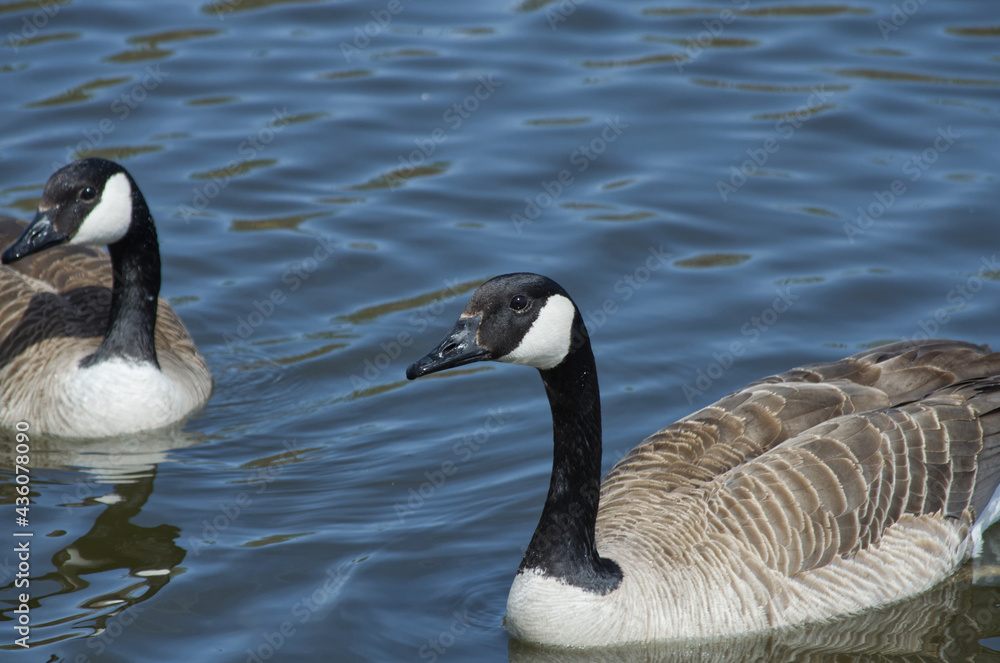 Obraz premium Canada Goose (Branta Canadensis) Swimming in the Water