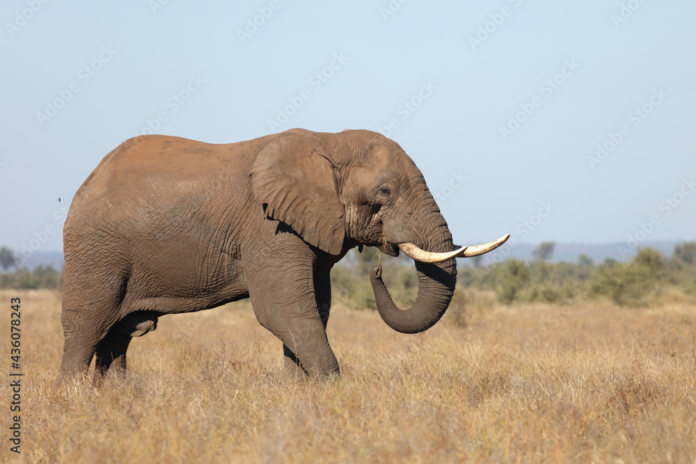 Obraz premium Afrikanischer Elefant / African elephant / Loxodonta africana