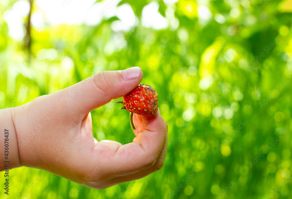 Children's hand holds a strawberry berry. Harvesting strawberries. Children's hand in the sunlight. Children's hand holds a strawberry berry. Harvesting strawberries. Children's hand in the sunlight.