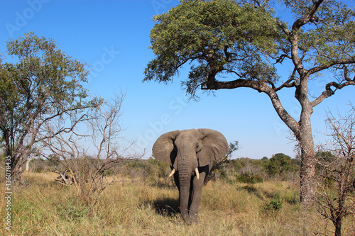 Afrikanischer Elefant   African elephant   Loxodonta africana